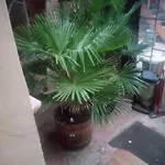 Zentral *